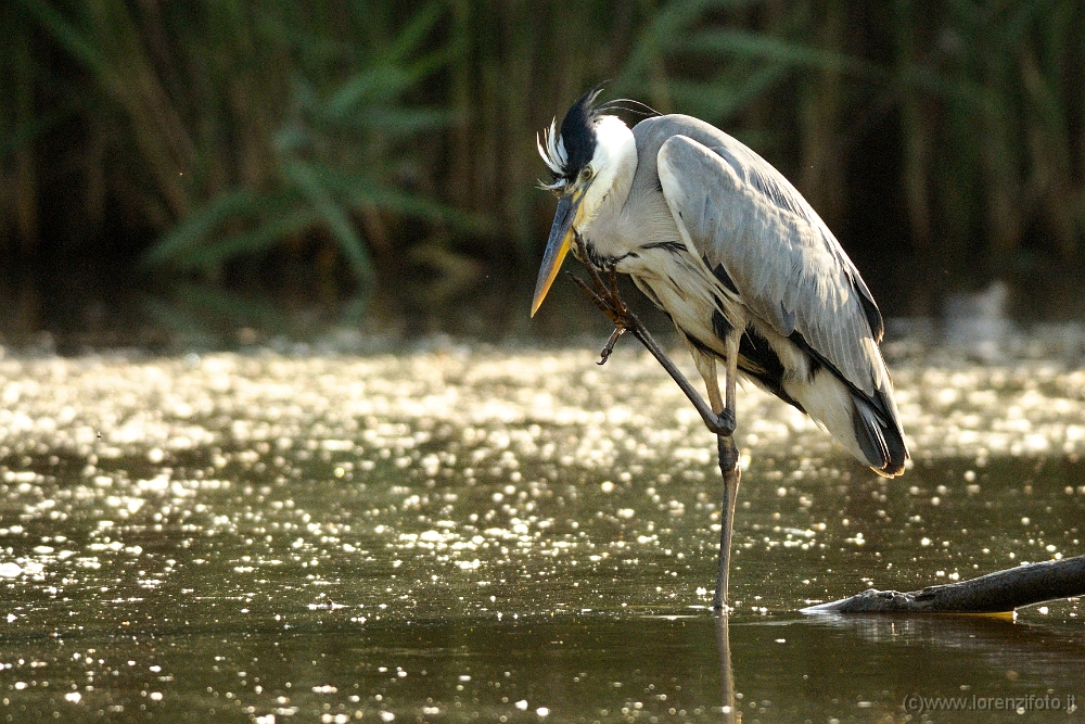 4449 Ardea cinerea (Airone cenerino).jpg